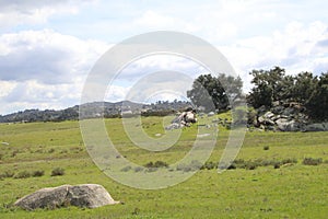 California Wildlife Series - Ramona Grasslands Preserve - Oak Tree with Rocks