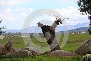 California Wildlife Series - Ramona Grasslands Preserve - Oak Tree with Rocks