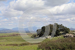 California Wildlife Series - Ramona Grasslands Preserve - Oak Tree with Rocks