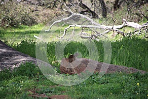 California Wildlife Series - Ramona Grasslands Preserve - Squirrel on Rocks
