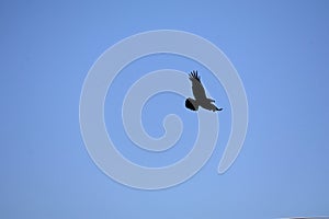 California Wildlife Series - Raven Flying Against Blue Sky - Corvus Corax principalis