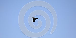 California Wildlife Series - Raven Flying Against Blue Sky - Corvus Corax principalis