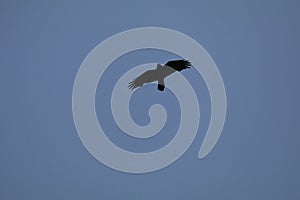 California Wildlife Series - Raven Flying Against Blue Sky - Corvus Corax principalis