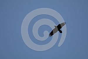 California Wildlife Series - Raven Flying Against Blue Sky - Corvus Corax principalis