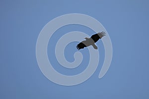 California Wildlife Series - Raven Flying Against Blue Sky - Corvus Corax principalis