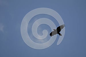 California Wildlife Series - Raven Flying Against Blue Sky - Corvus Corax principalis