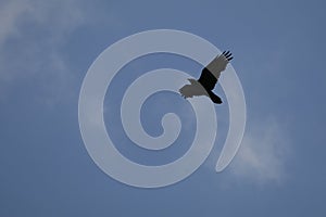 California Wildlife Series - Raven Flying Against Blue Sky - Corvus Corax principalis