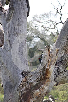 California Wildlife Series - Red Black White feathered Acorn Woodpecker - Pair on a tree - Melanerpes formicivorus photo