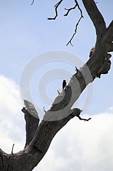 California Wildlife Series - Red Black White feathered Acorn Woodpecker - Pair on a tree - Melanerpes formicivorus photo