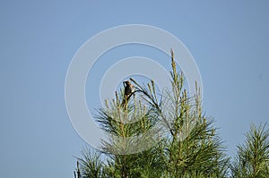 California Wildlife Series - Scrub Jay Female - Aphelocoma californica