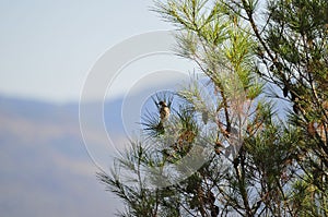 California Wildlife Series - Scrub Jay Female - Aphelocoma californica