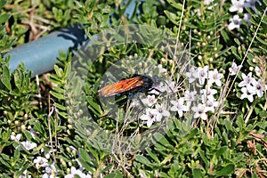 California Wildlife Series - Tarantula Hawk - Pepsis