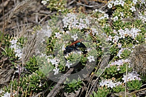 California Wildlife Series - Tarantula Hawk - Pepsis