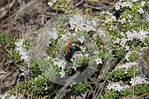 California Wildlife Series - Tarantula Hawk - Pepsis