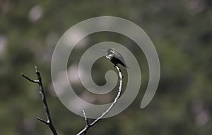 California Wildlife Series - Tiny hummingbird on a branch - Black-chinned Hummingbird (Archilochus alexandri)