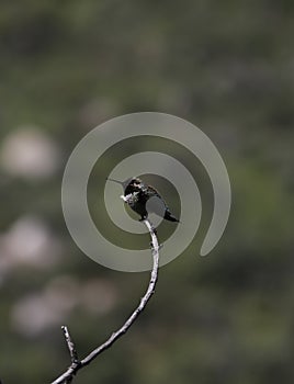 California Wildlife Series - Tiny hummingbird on a branch - Black-chinned Hummingbird (Archilochus alexandri)