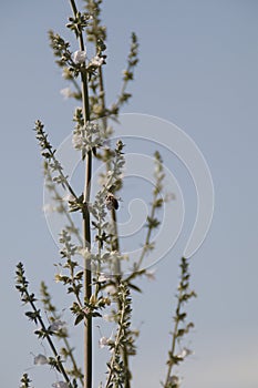 California Wildlife Series - Western Honey Bee on Sage Flower - Apis Mellifera