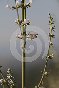 California Wildlife Series - Western Honey Bee on Sage Flower - Apis Mellifera