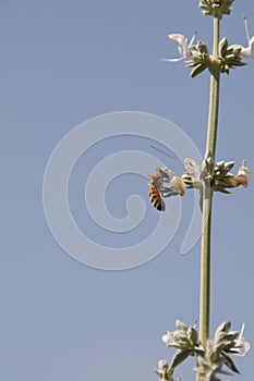 California Wildlife Series - Western Honey Bee on Sage Flower - Apis Mellifera