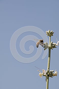 California Wildlife Series - Western Honey Bee on Sage Flower - Apis Mellifera