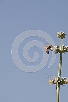 California Wildlife Series - Western Honey Bee on Sage Flower - Apis Mellifera