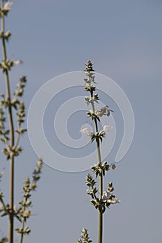 California Wildlife Series - Western Honey Bee on Sage Flower - Apis Mellifera