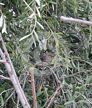 California Wildlife Series - White-crowned Sparrow - Zonotrichia leucophrys - in an olive tree