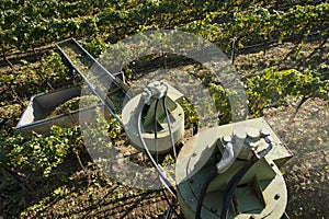 California wine grape harvest