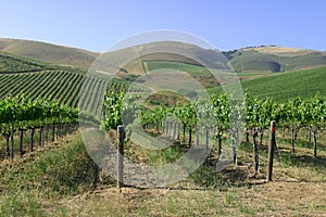 California wine grapes