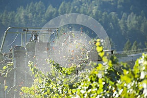 California wine grapes harvested