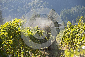 California wine harvest