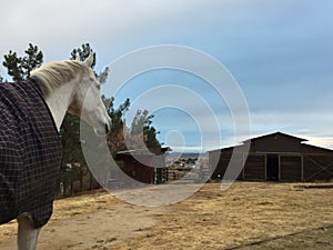 California winter - horse bundled in blanket looking at barn with storm clouds looming overhead photo