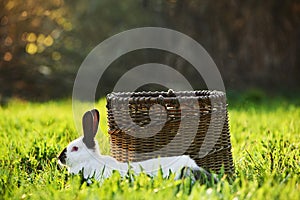 Californian breed of domestic rabbit lies in the foreground next