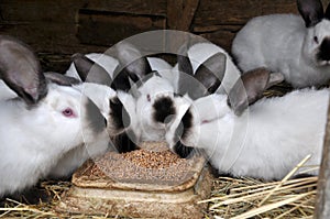 Californian breed rabbits