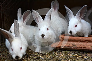 Californian breed rabbits