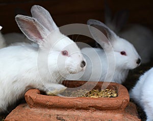 Californian breed rabbits