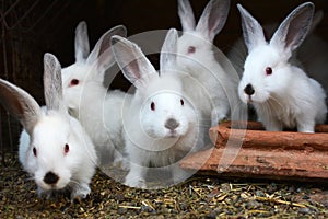 Californian breed rabbits