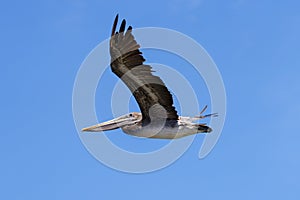 Californian Brown pelican, Pelecanus occidentalis californicus, in flight. San Francisco. United States of America