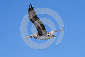 Californian Brown pelican, Pelecanus occidentalis californicus, in flight. San Francisco. United States of America