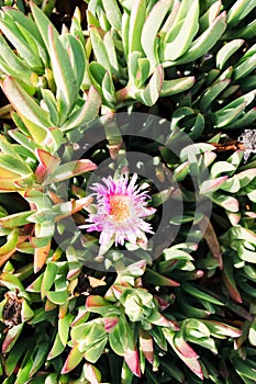 Californian coastal plant, ice flower