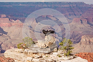 USA - Condor and the Grand Canyon