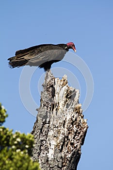 Californian Condor on the tree