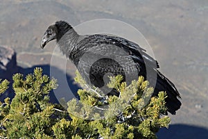 Californian Condor in tree