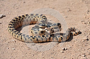 Californian desert glossy snake, mohave desert, california photo