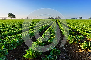 Californian farm