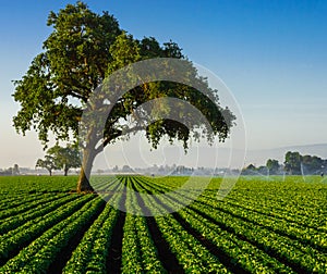 Californian farm