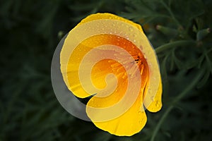 Californian golden poppy closeup