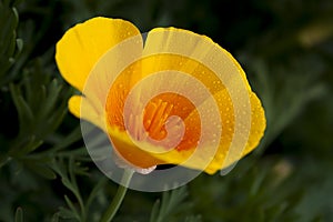 Californian golden poppy with drops