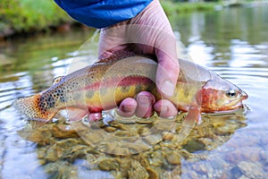 Californian golden trout caught and released in a high elevation lake in Idaho
