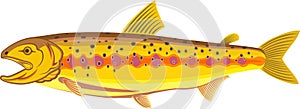 Californian golden trout - vector illustration